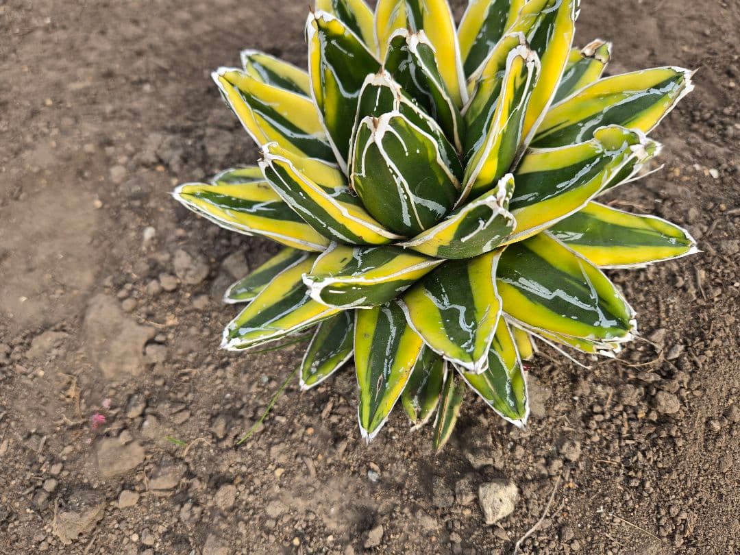 笹の雪　ダルマ輝山