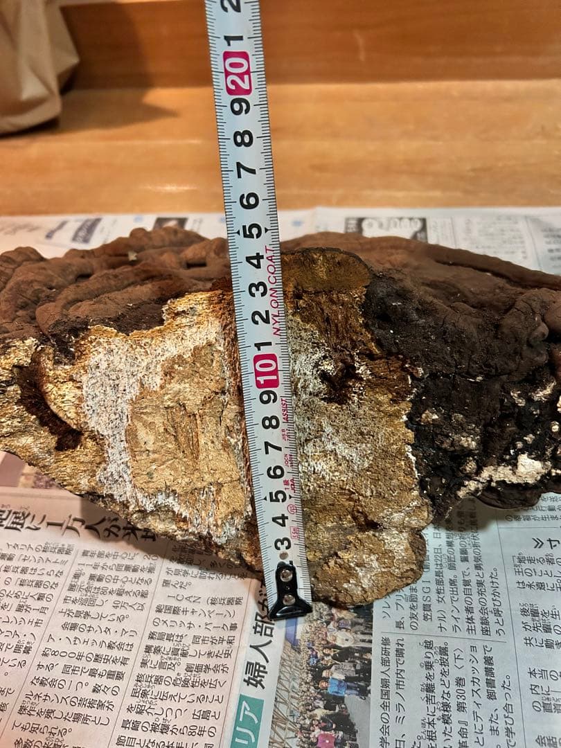 サルノコシカケ