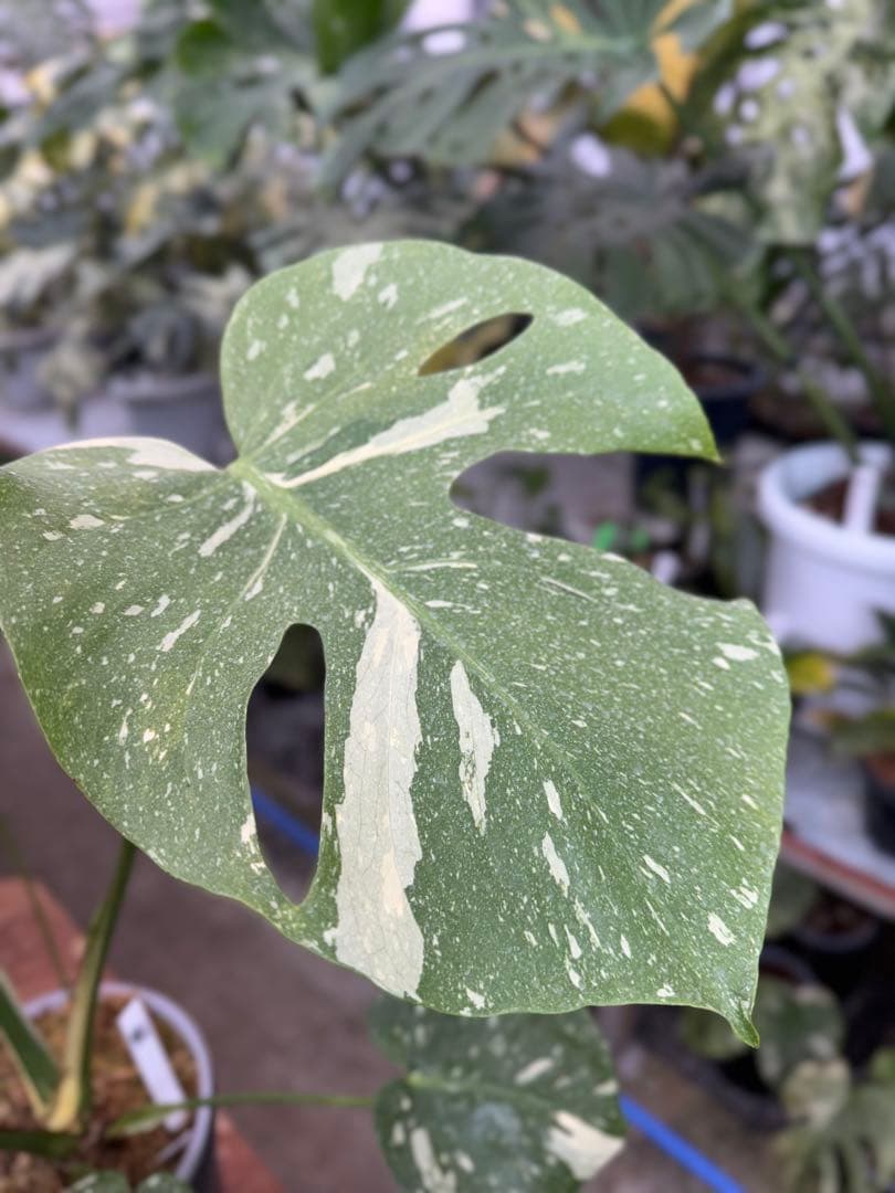 k*u様 1モンステラ　タイコンステレーション　スターライト