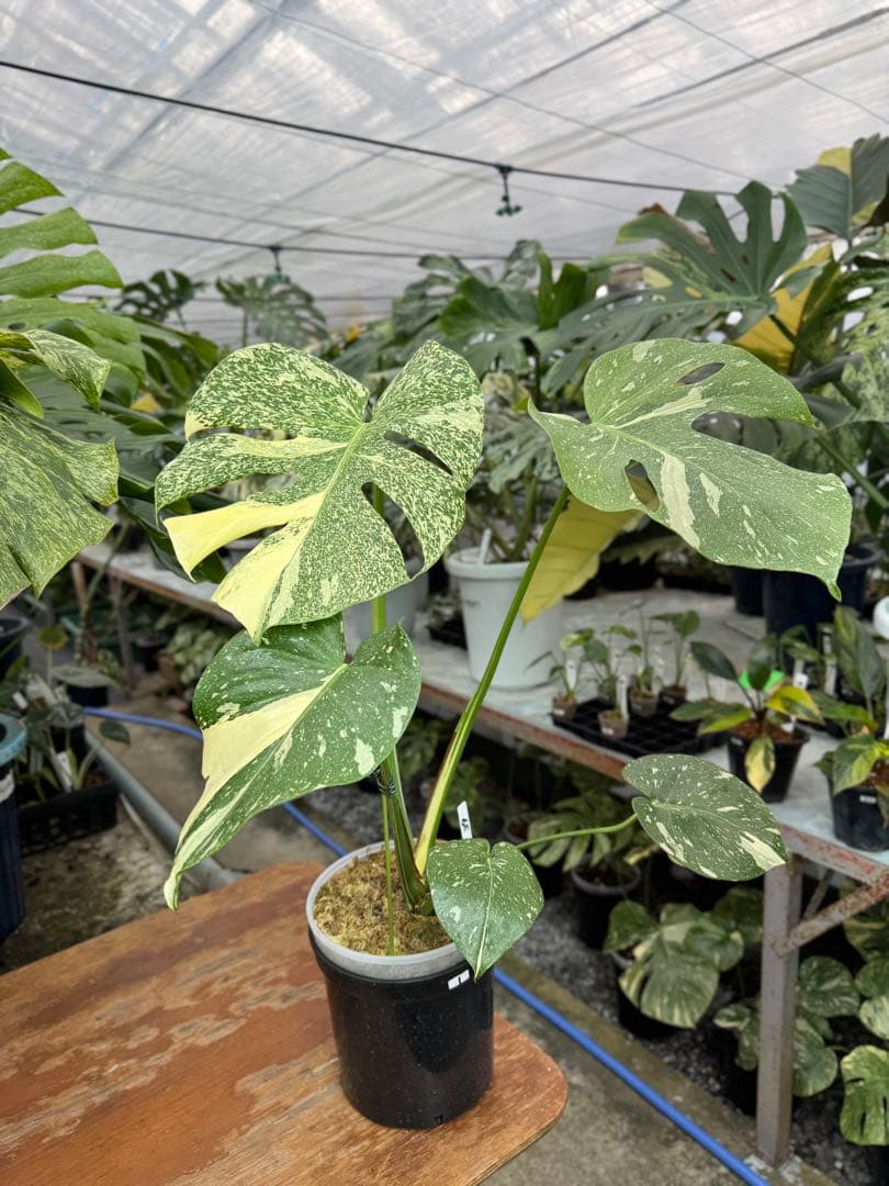 k*u様 1モンステラ　タイコンステレーション　スターライト