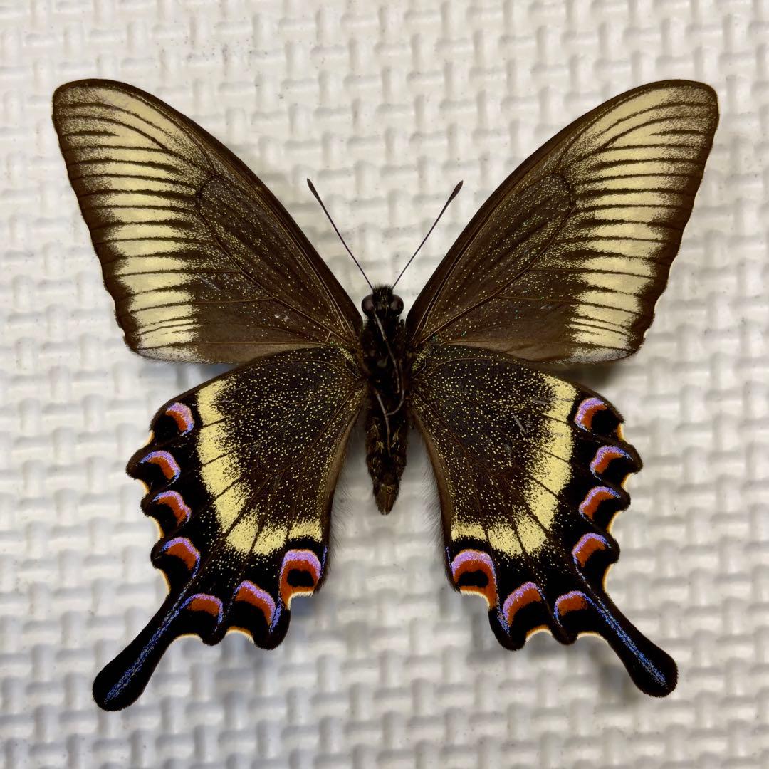 蝶標本　北海道産　極美麗ミヤマカラスアゲハ春型♂ 飼育品　完品　⭐️マイコレに‼️