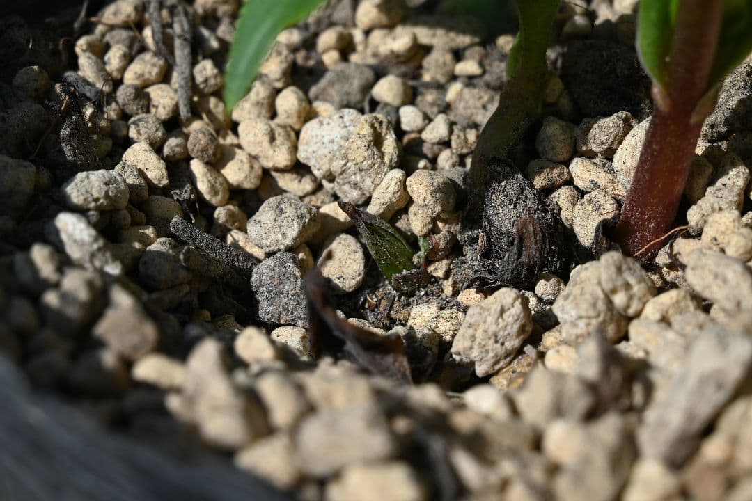 クリスマスローズ　ddホワイトグリーンリップピコティ　加藤農園