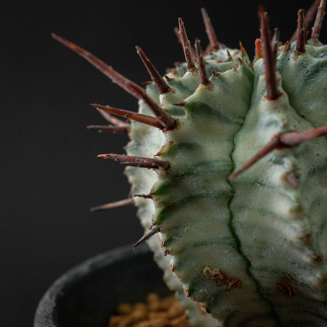 ユーホルビア ホリダ 錦 （実生） #196