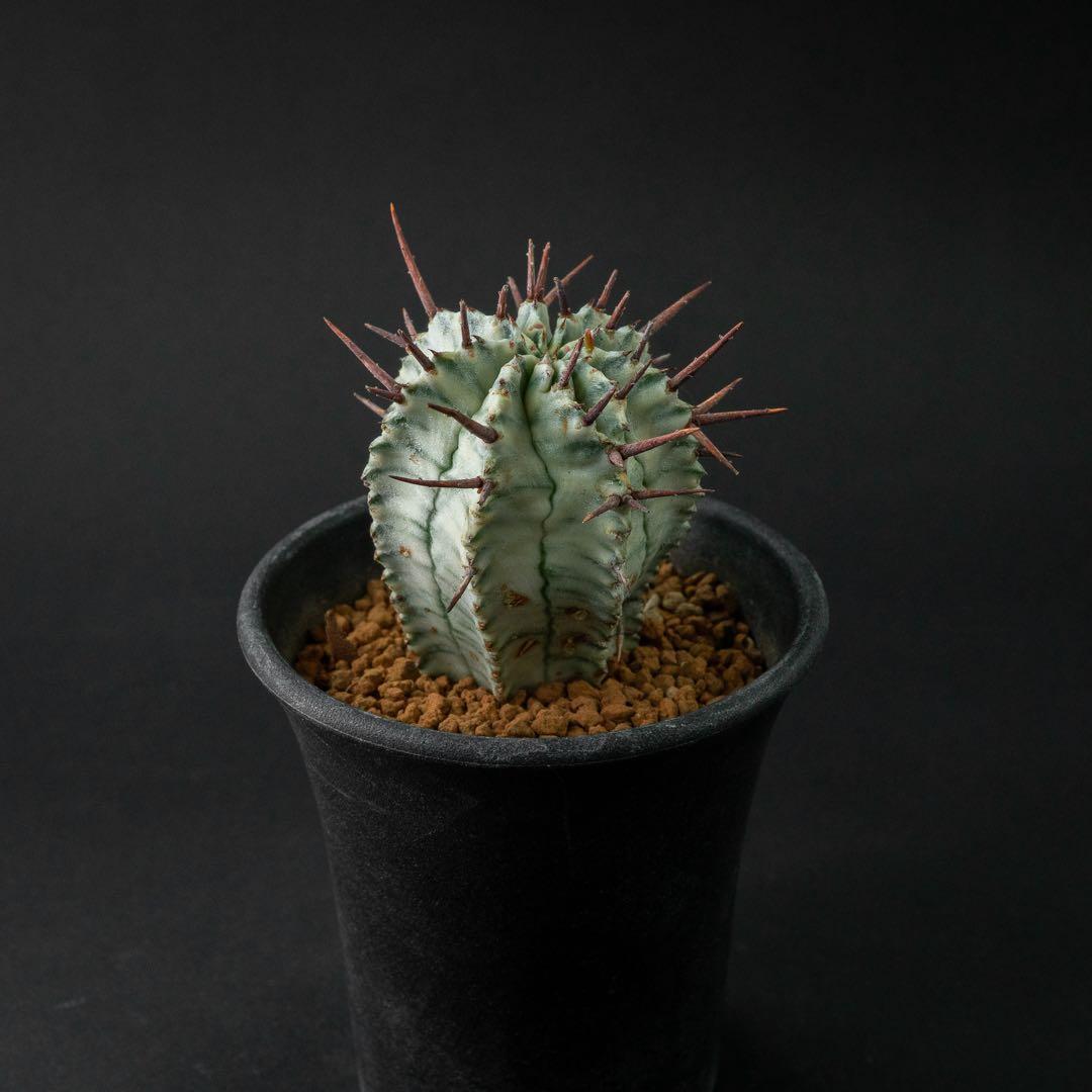 ユーホルビア ホリダ 錦 （実生） #196