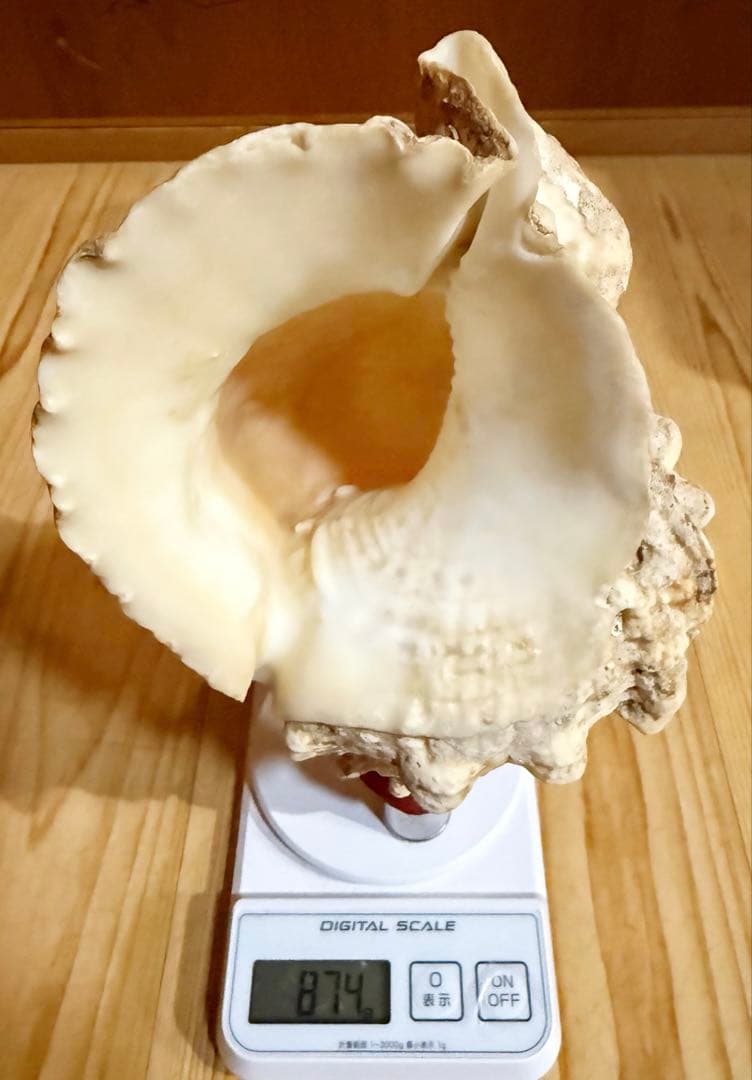 コンパクト肉厚　法螺貝　ほら貝　ホラガイ❣️