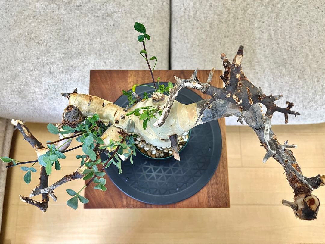 コミフォラ ピュアカタフ ソマリア産 コレクション 枝捻れ