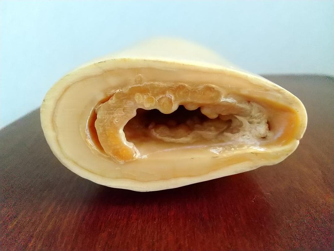 抹香鯨の歯の置物（龍彫刻） 黒台座付き