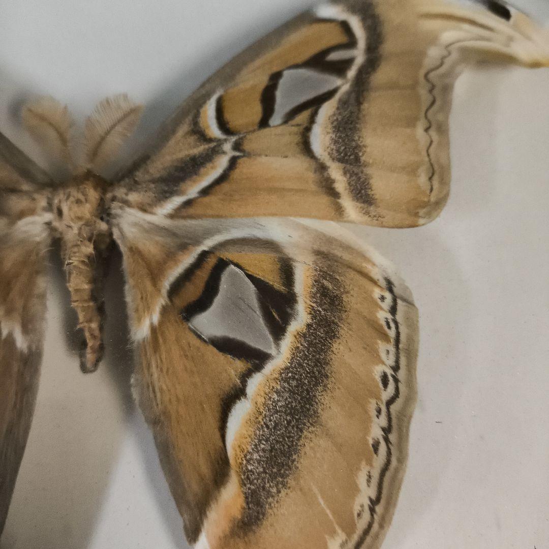 珍品★アトラスオオカバマダラ＜ヨナグニサン＞ 標本 611★他6種類