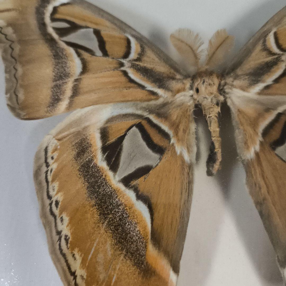 珍品★アトラスオオカバマダラ＜ヨナグニサン＞ 標本 611★他6種類