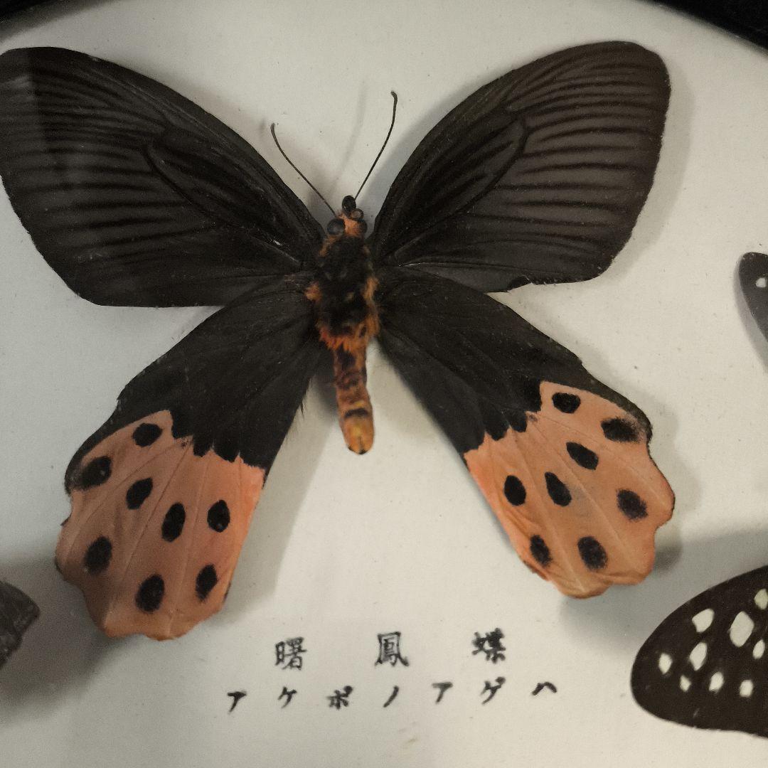 珍品★アトラスオオカバマダラ＜ヨナグニサン＞ 標本 611★他6種類