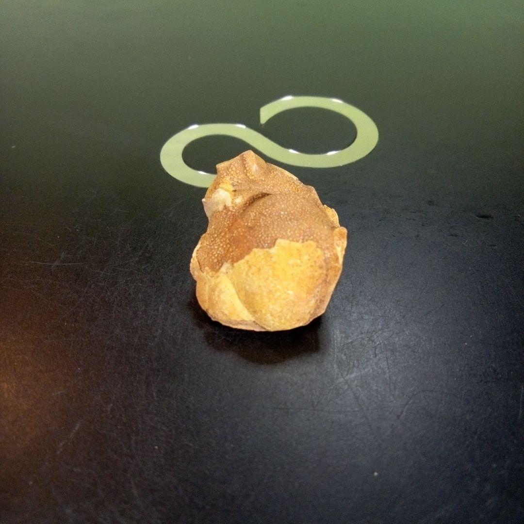 三葉虫　南米産　化石　fossil　ボリビア産　trilobite　南米化石郡⑩