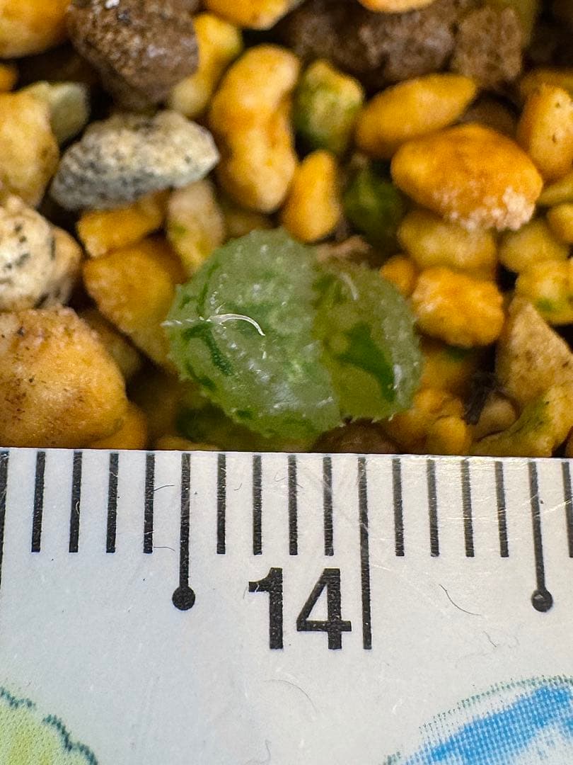 ハオルチア　闇の森　抜き苗