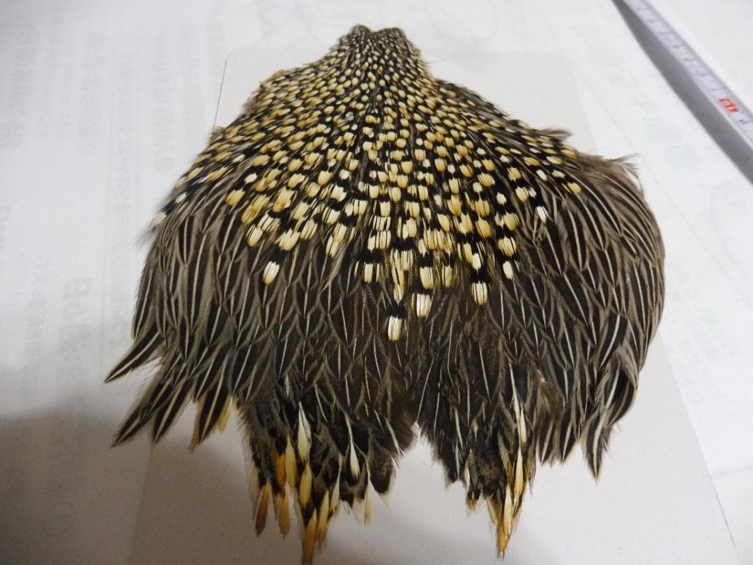 ジャングルコックのケープ　フライタイイング