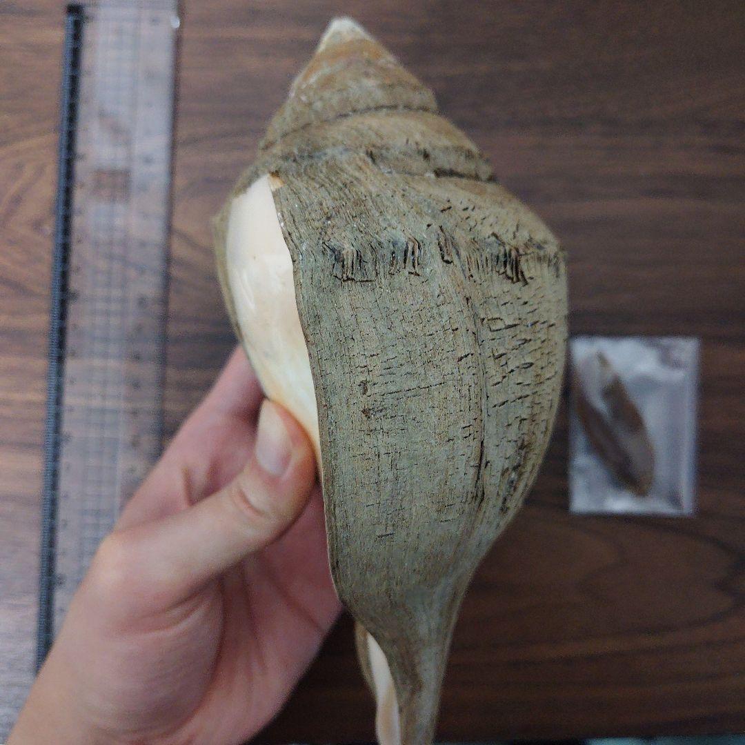 クチベニシャンクガイ　大個体　貝殻　標本