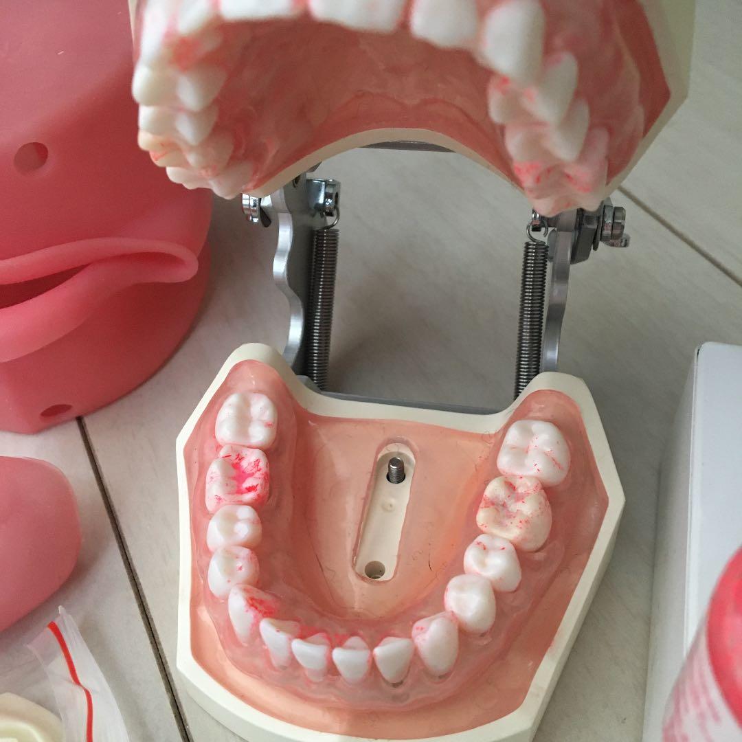 歯科　スケーラー　顎模型