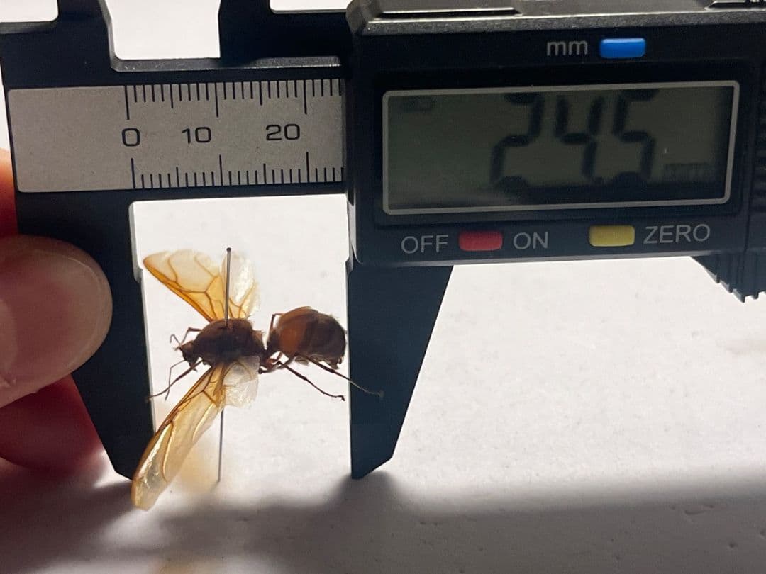 【開翅標本】ハキリアリの一種 オス Atta sp. ハチタランチュラホーク