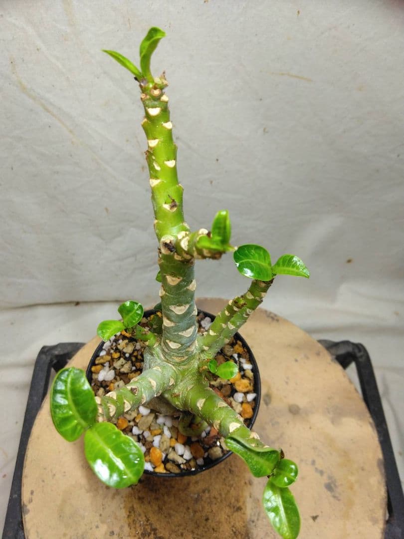 ゴードン様　メデューサ5本　らくらくメルカリ便RNL64