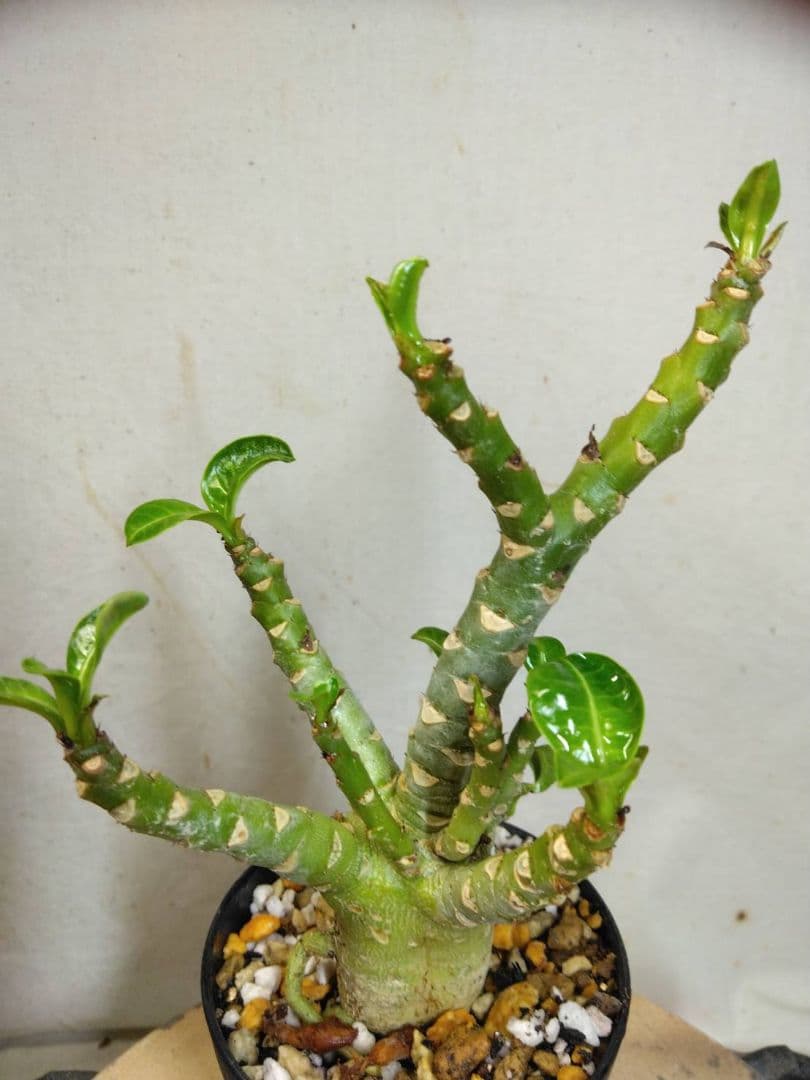 ゴードン様　メデューサ5本　らくらくメルカリ便RNL64