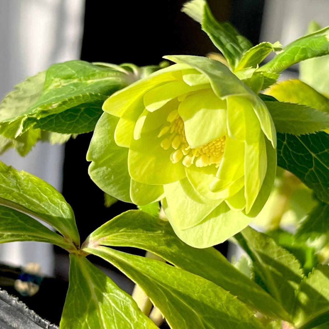 オ*ン様 ☘️蕾付き☘️根パンパン❤️沢山新芽元気株❤️3253⭐️強香⭐️強烈