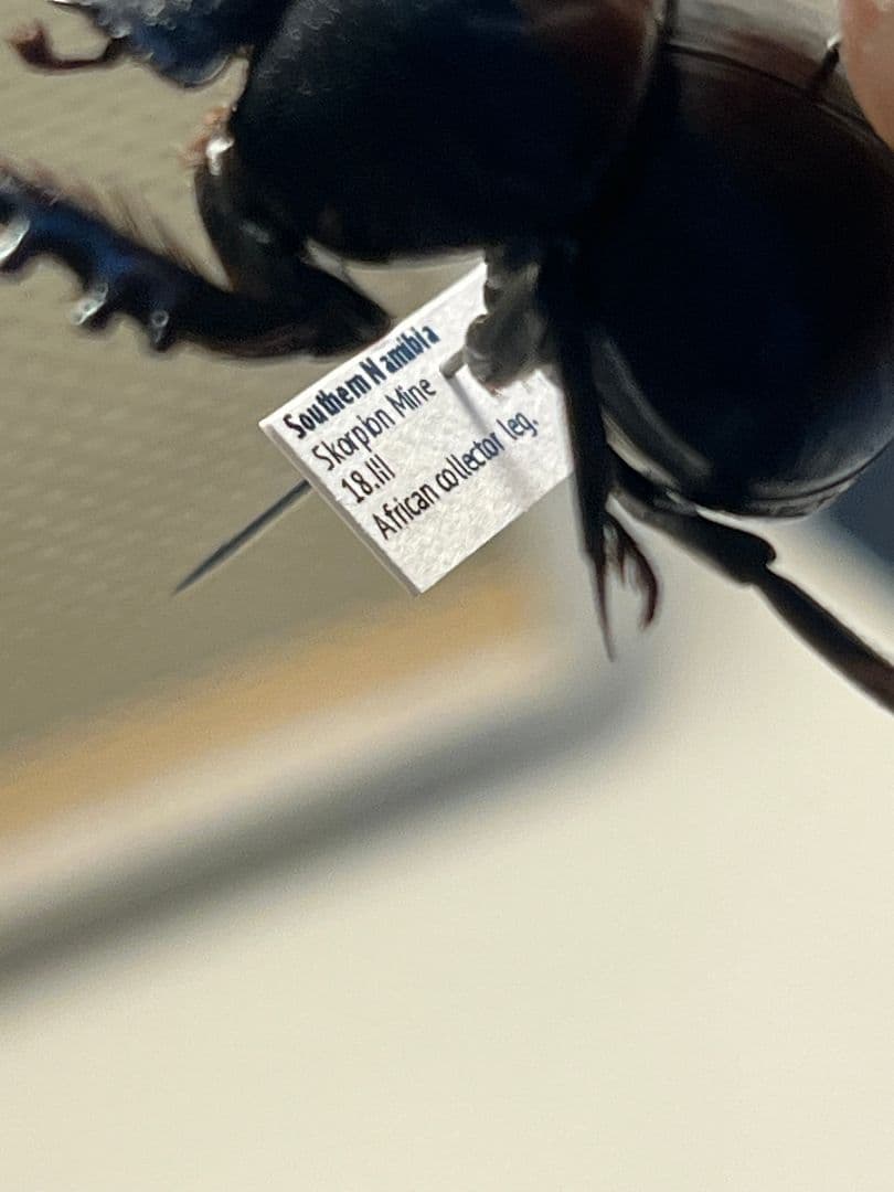 【29mm♂】クモガタタマオシコガネに酷似のPachysoma schinzi