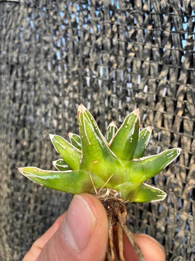 アガベ 姫笹の雪　ライムグリーン斑入り　変わり斑