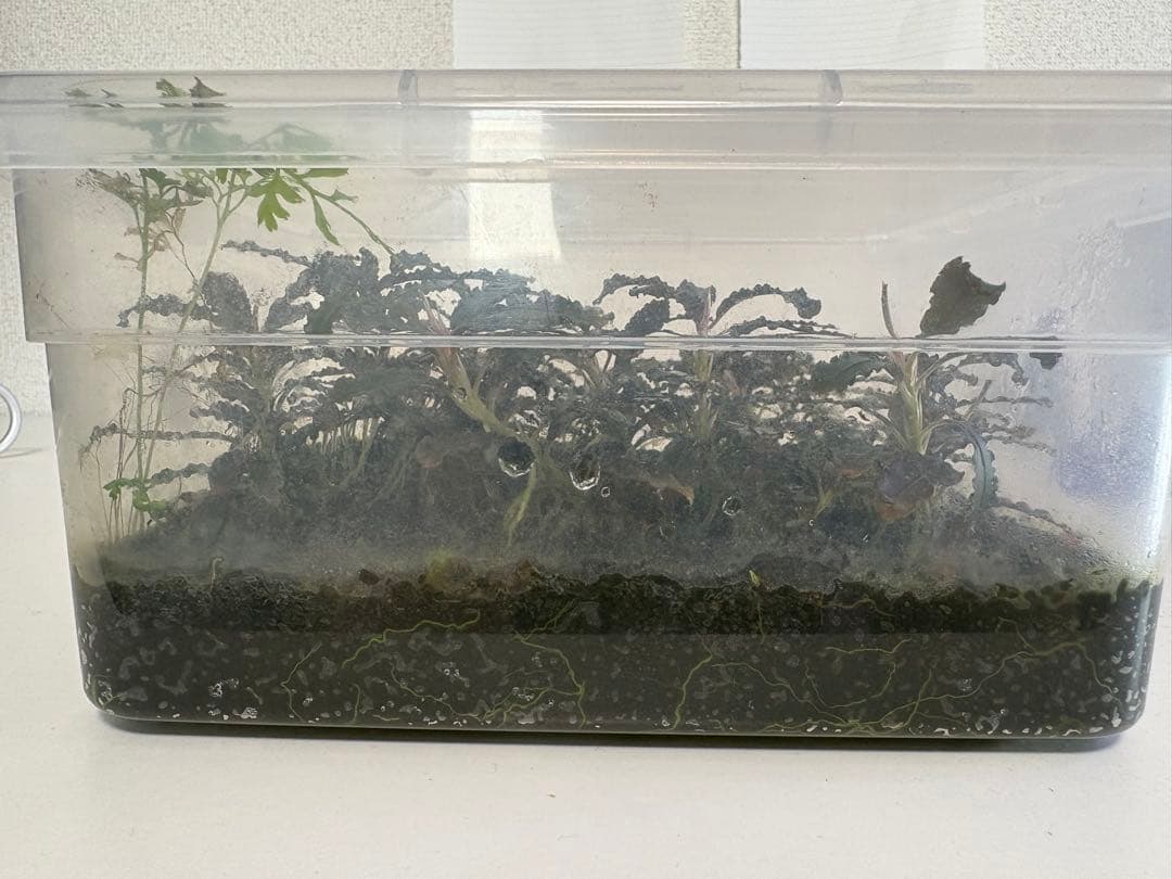 ブセファランドラ クダガン 水上葉 大量