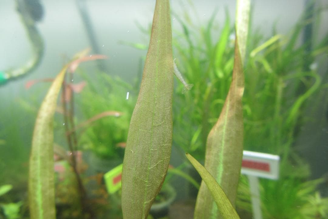 ☆ 美種！ 極珍種！ アマゾン　オテリア　アラグアイア川産　1株 ☆