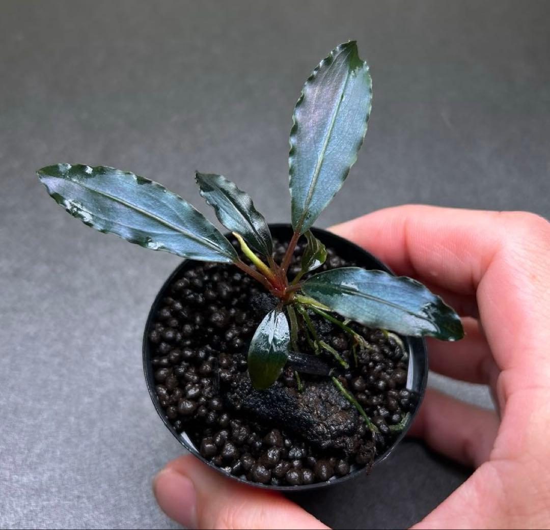 Bucephalandra sp.Deep Purple 【AZ1011-XX】