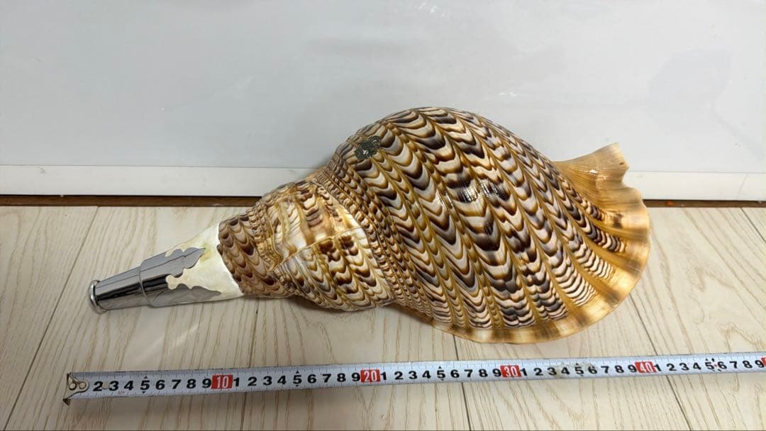 値下げしました！ 特大法螺貝‼️ ほら貝 ホラガイ 41cm