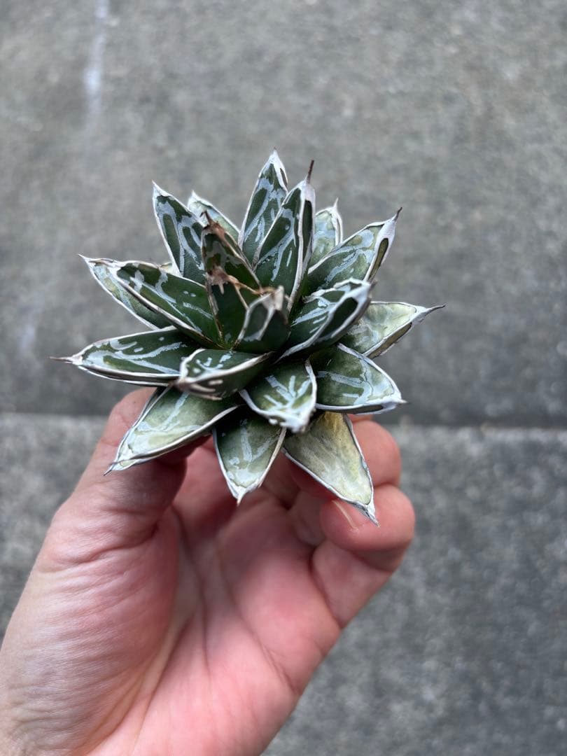 アガベ　姫笹の雪　白外斑入　極上株