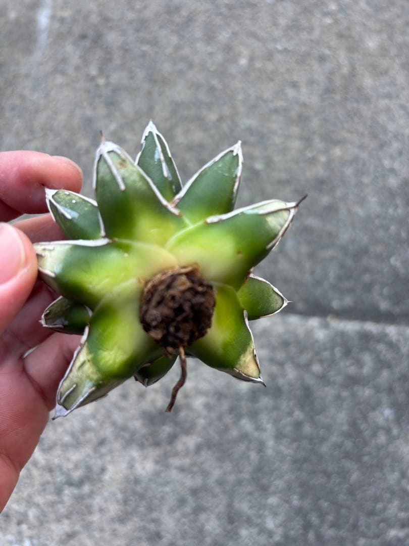 アガベ　姫笹の雪　白外斑入　極上株