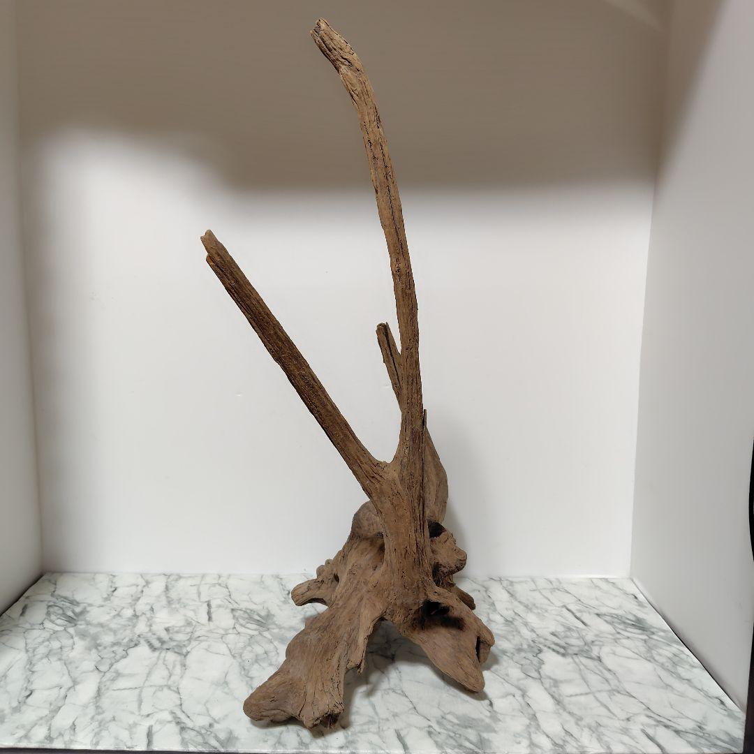 アク抜き済み流木【１】