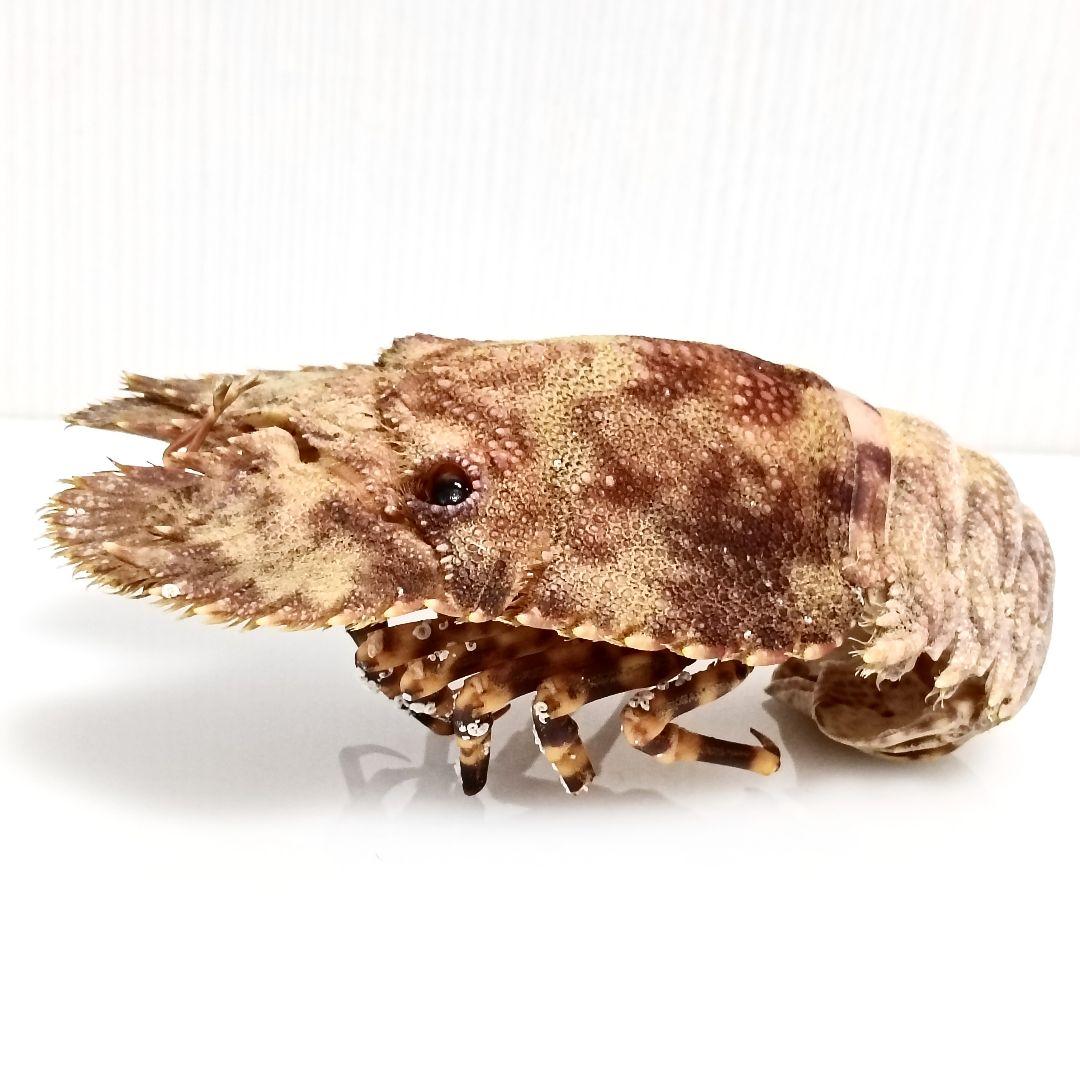 【1点物】セミエビ① 乾燥標本 色彩保存標本 関節可動