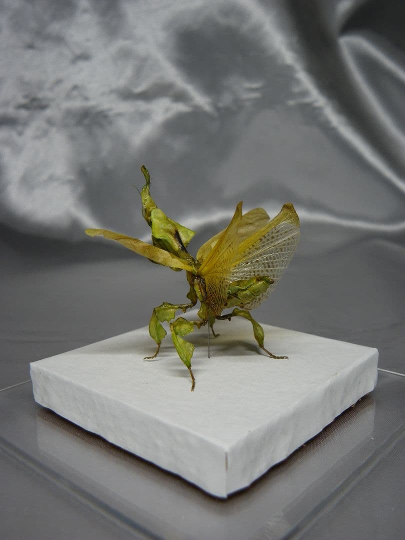 グリーンゴーストマンティス　雌　立体標本