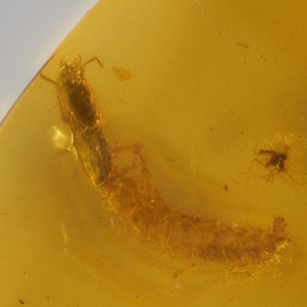 レア極上品 PA102虫入り琥珀化石　ミャンマーカムティかタナイ9900万年前