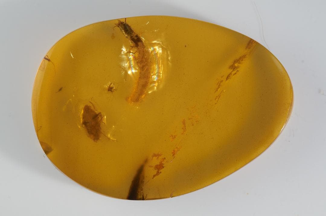 レア極上品 PA102虫入り琥珀化石　ミャンマーカムティかタナイ9900万年前