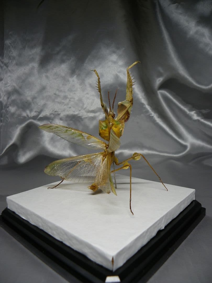 ニセハナマオウカマキリ　雄　立体標本