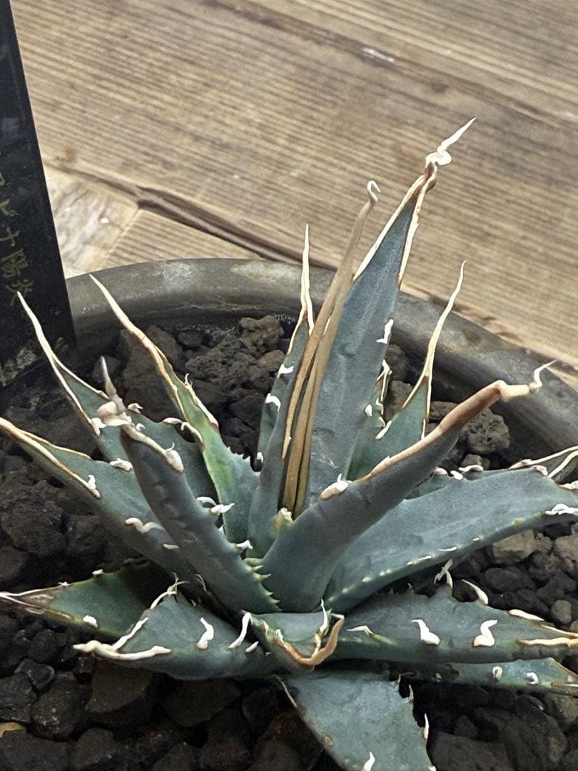 エボリスピナ【陽炎】【うねり】【m&m】