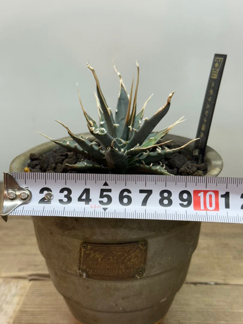 エボリスピナ【陽炎】【うねり】【m&m】