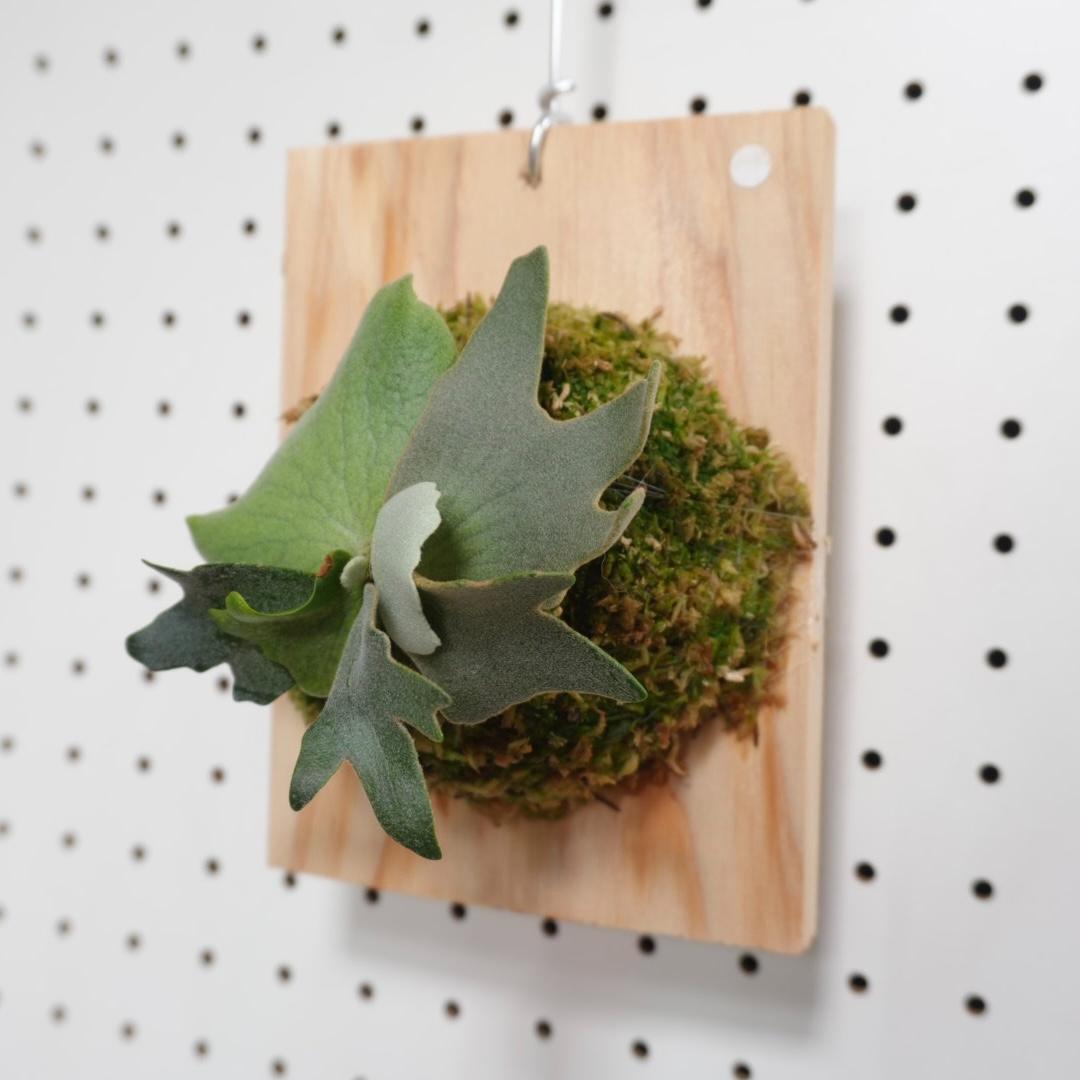 ビカクシダ YMDS ウィリンキー系 イエロームーンドワーフ　スポア　Y-2