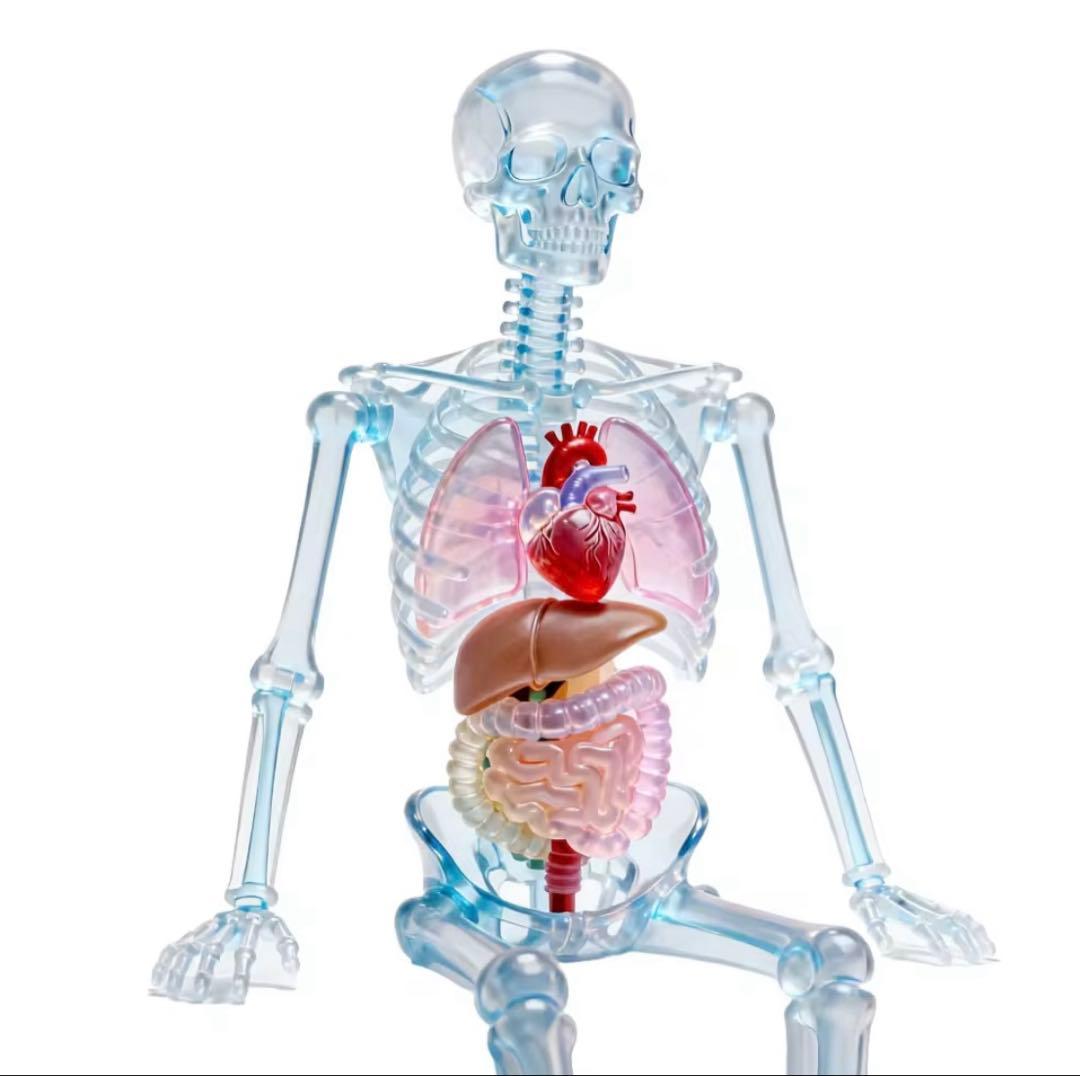 カラフルな人体模型 1/2スケール