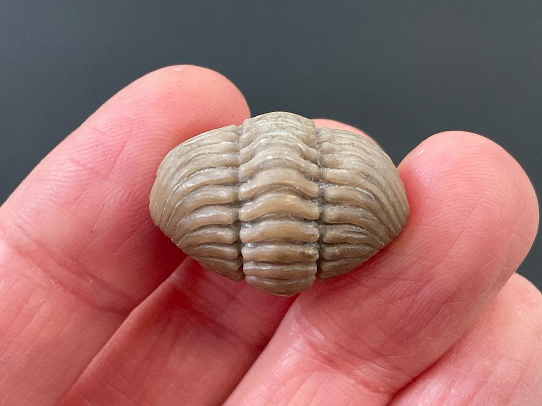 三葉虫 プリオメラ [TB12] 化石