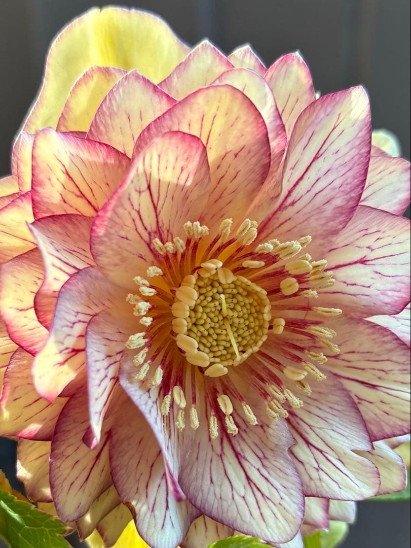 クリスマスローズ　DDクリームベイン赤蕊