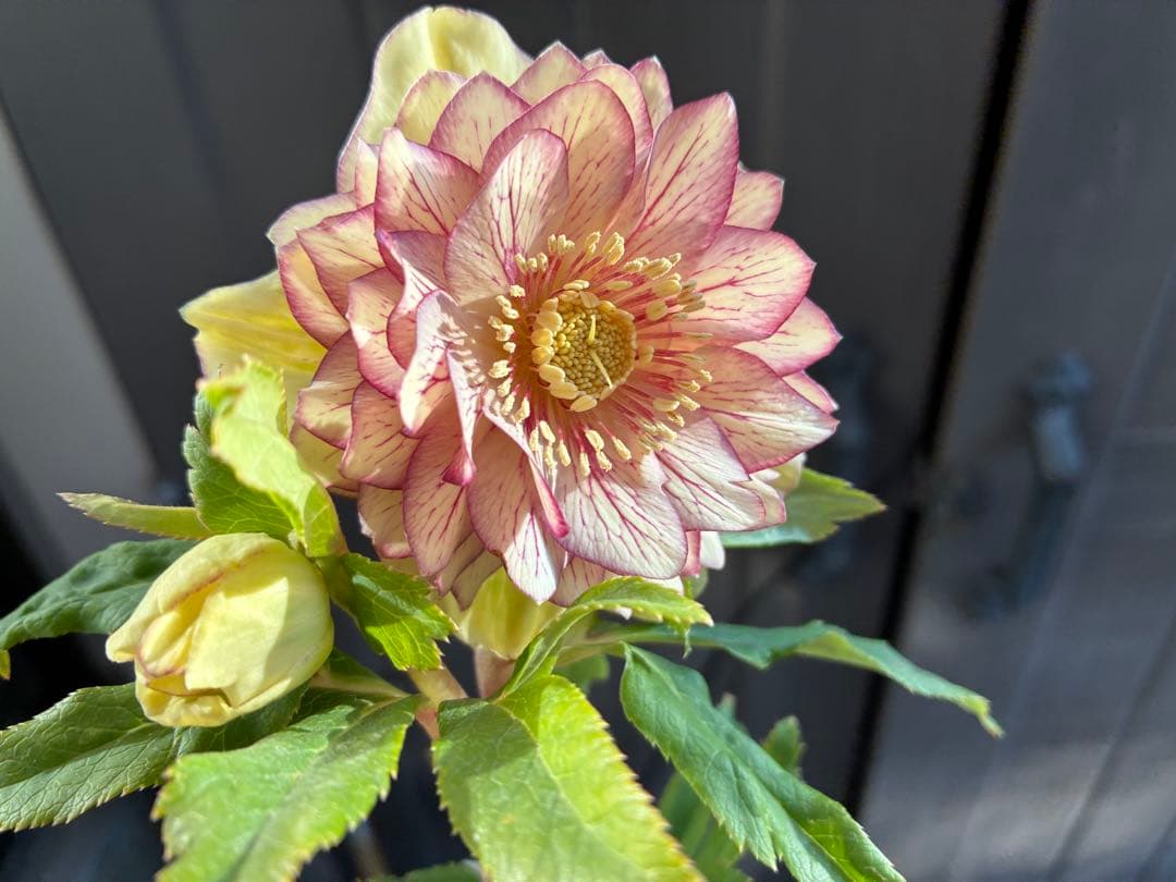 クリスマスローズ　DDクリームベイン赤蕊