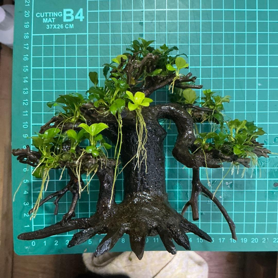 【メルカリ便】盆栽流木　20×10×15cm アヌビアス活着流木