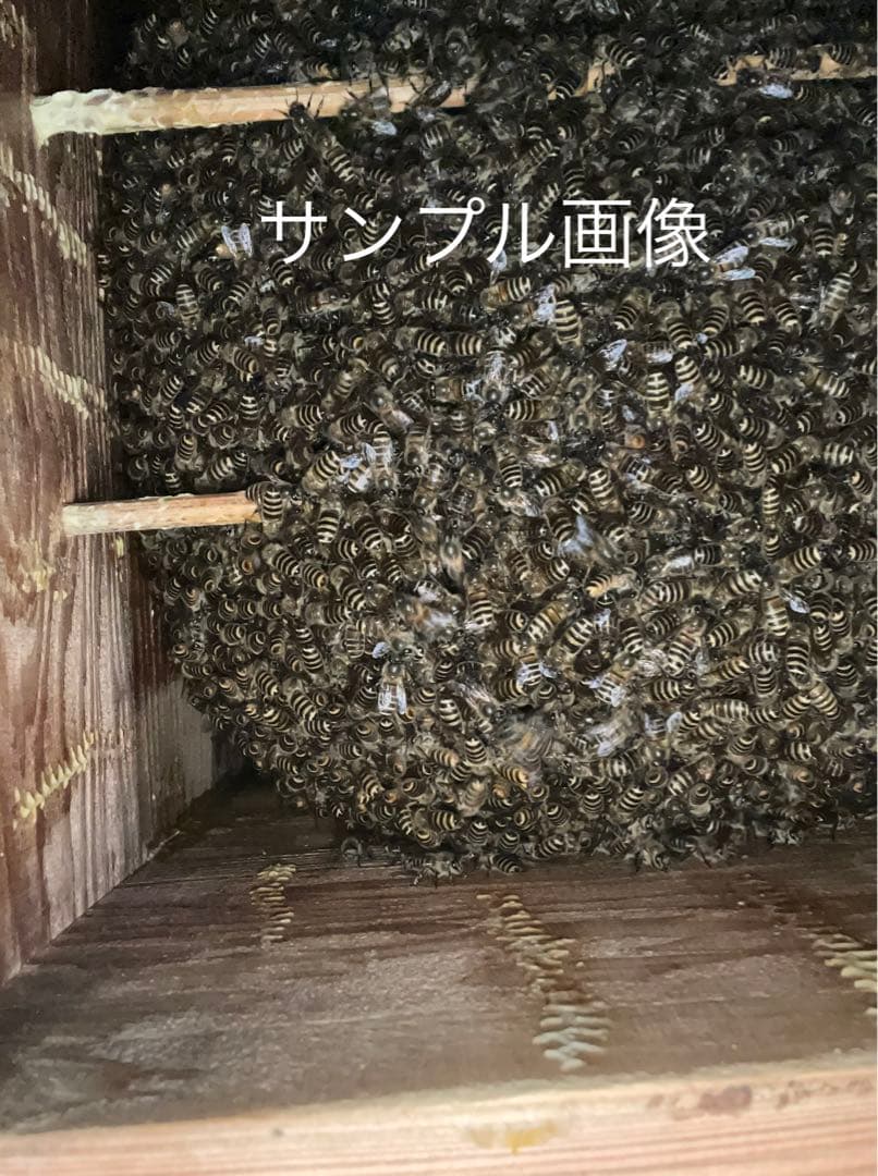 日本蜜蜂重箱式巣箱のスノコ！五枚セット！送料無料！