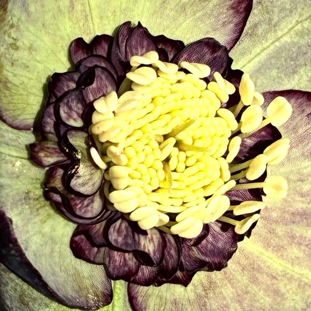 m*i様 3429☘️花付き☘️SD⭐️ボリューム艶ピコSD⭐️バイカラー⭐️コ