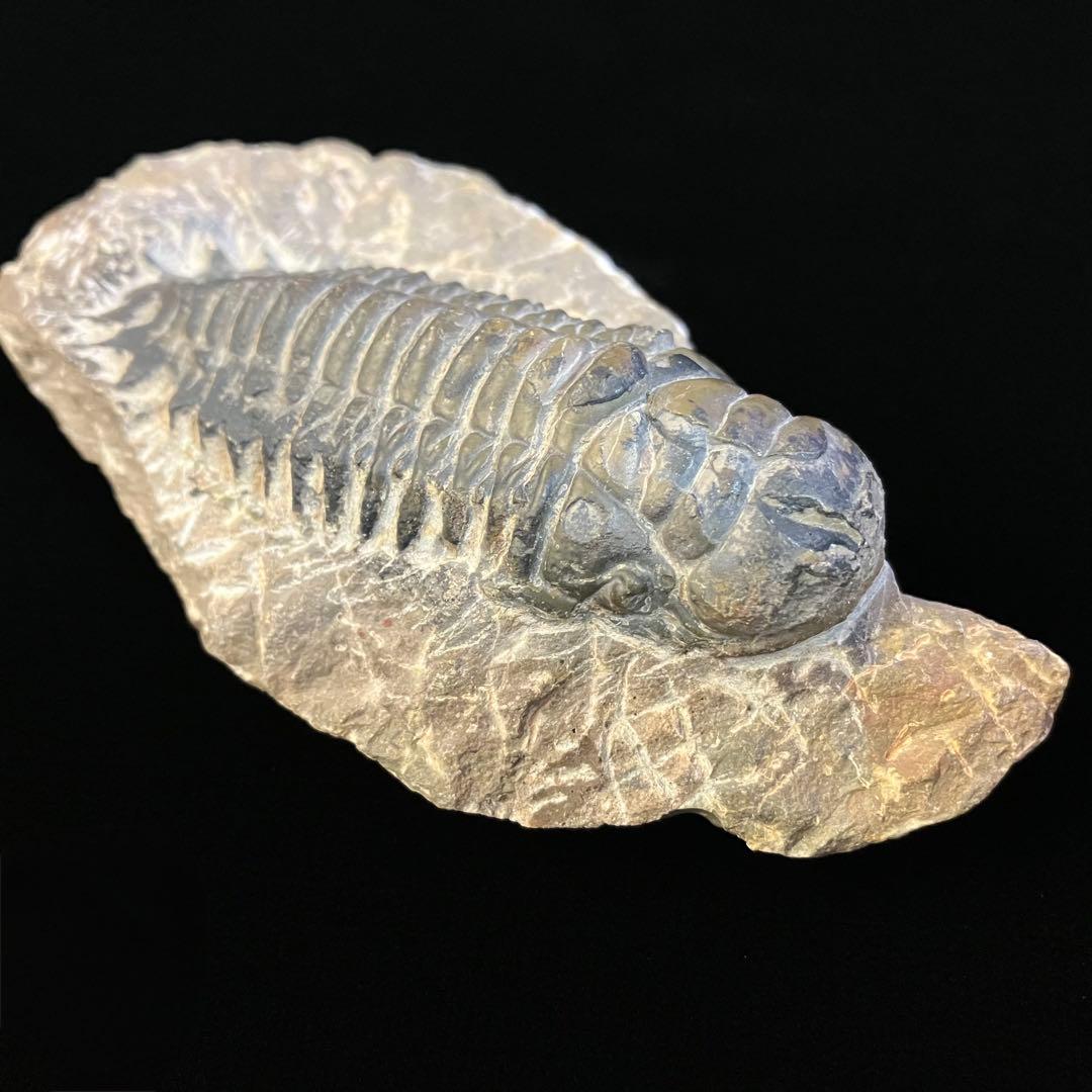 Crotalocephalus gibbus　三葉虫　化石　モロッコ 産