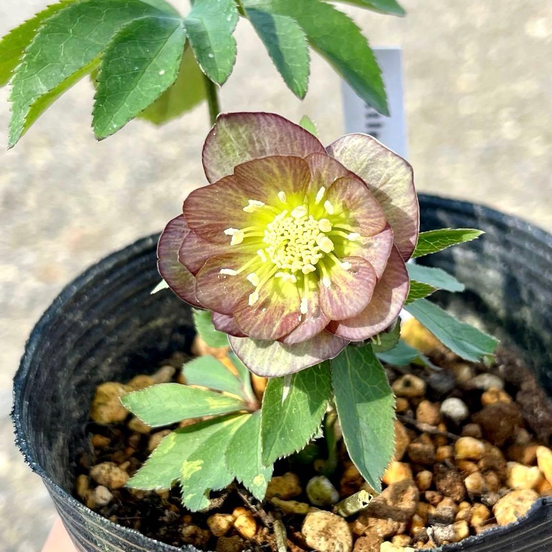 ば*な様 3514☘️蕾花タグ付☘️超小〜小輪⭐️放射状ストライプ柄⭐️超コンパ